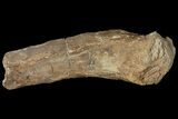 Mosasaur (Platecarpus) Vertebra Process - Kansas #121992-1